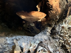 Pleurotus populinus