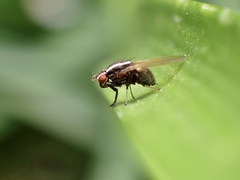 Poecilohetaerus aquilus