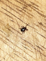 Ixodes scapularis