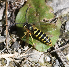 Vespula alascensis