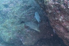 Haemulon maculicauda