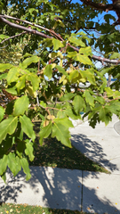 Acer griseum