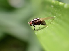 Poecilohetaerus aquilus