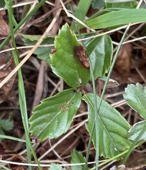 Rubus hispidus