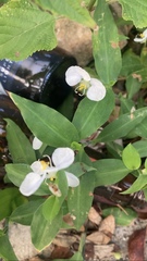 Commelina erecta erecta