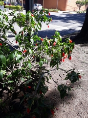 Malvaviscus penduliflorus