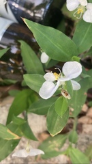 Commelina erecta erecta
