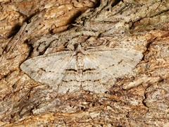 Didymoctenia exsuperata