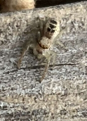 Hentzia mitrata