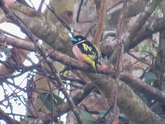 Eurylaimus ochromalus