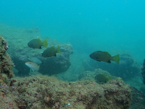 Vacuocua croaker (Corvula macrops) — Sciaenidae — 2