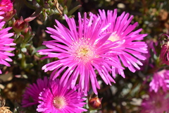 Lampranthus spectabilis