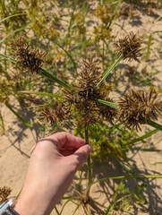 Cyperus erythrorhizos