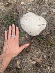 Calvatia booniana