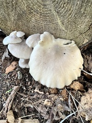 Pleurotus populinus