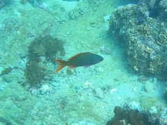 Cephalopholis colonus