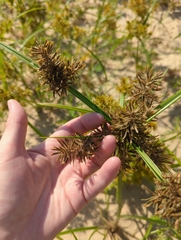 Cyperus erythrorhizos