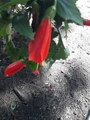 Malvaviscus penduliflorus