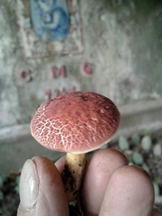 Xerocomellus ripariellus
