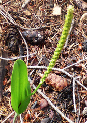 Malaxis macrostachya