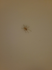 Cheiracanthium mildei