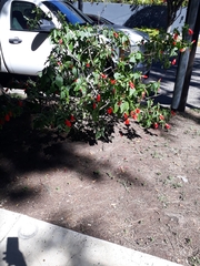 Malvaviscus penduliflorus