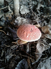 Xerocomellus ripariellus