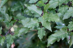 Acer ginnala