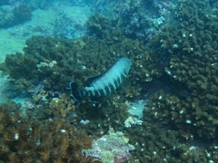 Cephalopholis panamensis