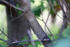 Acer ginnala