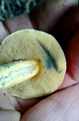Xerocomellus ripariellus