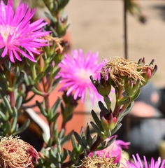 Lampranthus spectabilis