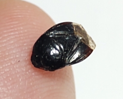 Pangaeus