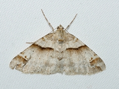 Syneora hemeropa