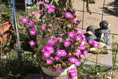 Lampranthus spectabilis