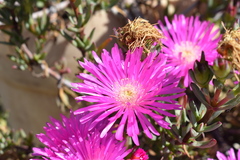 Lampranthus spectabilis