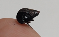 Pangaeus
