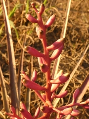Bromelia hieronymi
