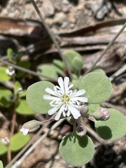Drymaria holosteoides