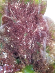 Rhodophyta