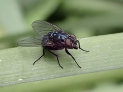Muscoidea
