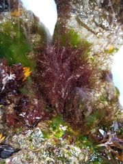Rhodophyta