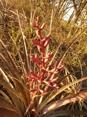 Bromelia hieronymi