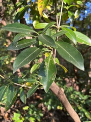 Mycosphaerella colorata