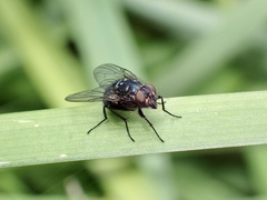 Muscoidea
