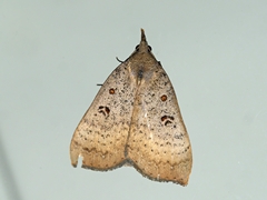 Rhapsa suscitatalis