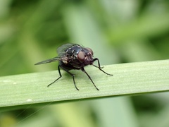 Muscoidea