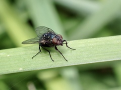 Muscoidea