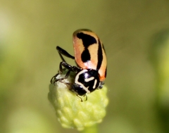 Hippodamia sinuata crotchi