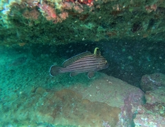 Pareques fuscovittatus